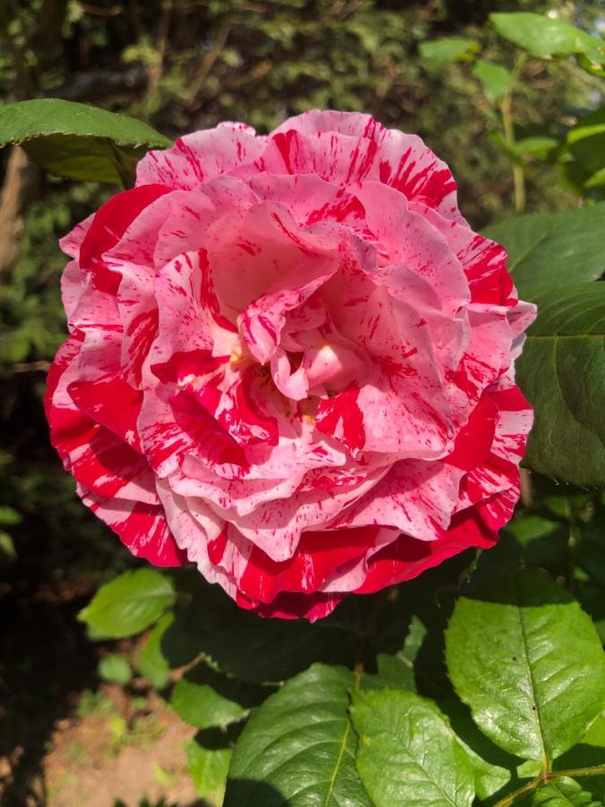 Le Chai De La Rose Spa Et Seances Bien Etre Doue-la-Fontaine Luaran gambar