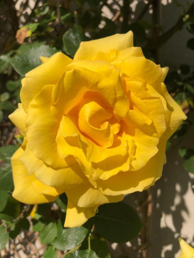 Le Chai De La Rose Spa Et Seances Bien Etre Doue-la-Fontaine Luaran gambar