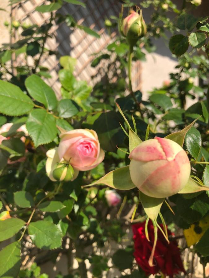 Le Chai De La Rose Spa Et Seances Bien Etre Doue-la-Fontaine Luaran gambar