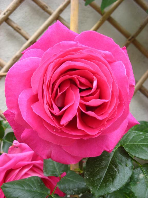 Le Chai De La Rose Spa Et Seances Bien Etre Doue-la-Fontaine Luaran gambar